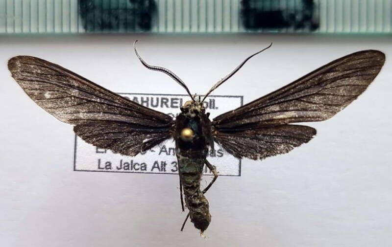 contortivalva_aculeata_m02_per-standard.jpg