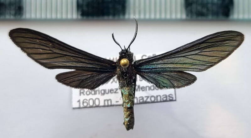 contortivalva_aculeata_m03_per-standard.jpg