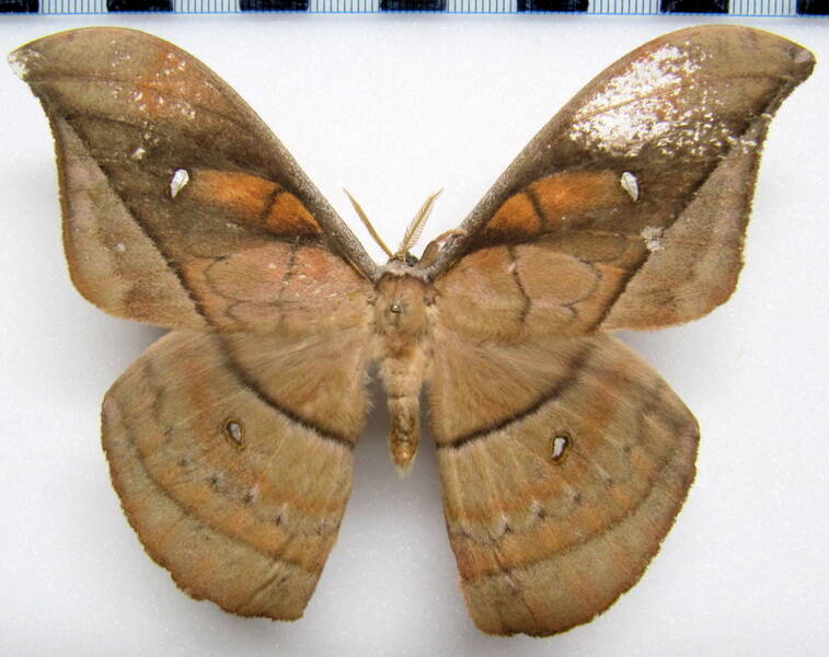 copaxa_decrescens_eq_m-standard.jpg