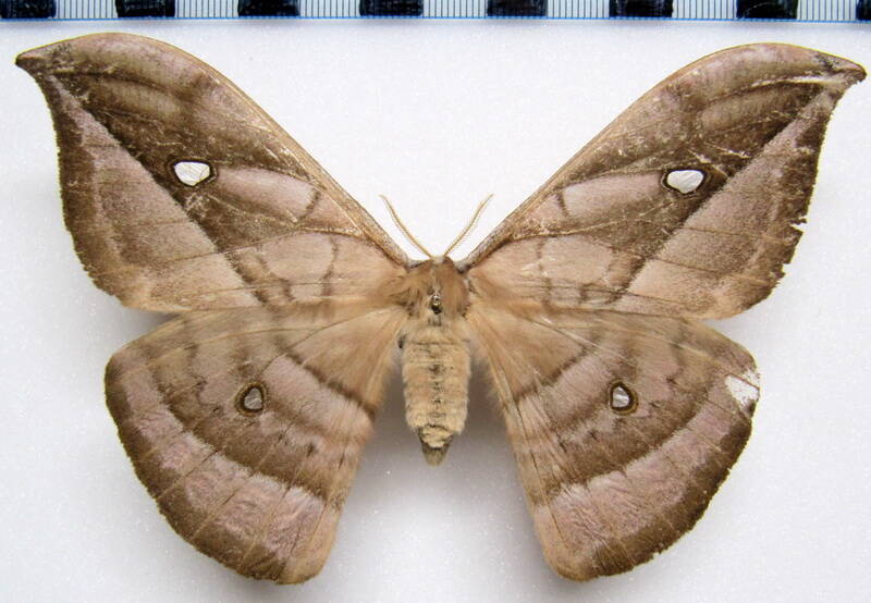 copaxa_decrescens_gf_f-standard.jpg