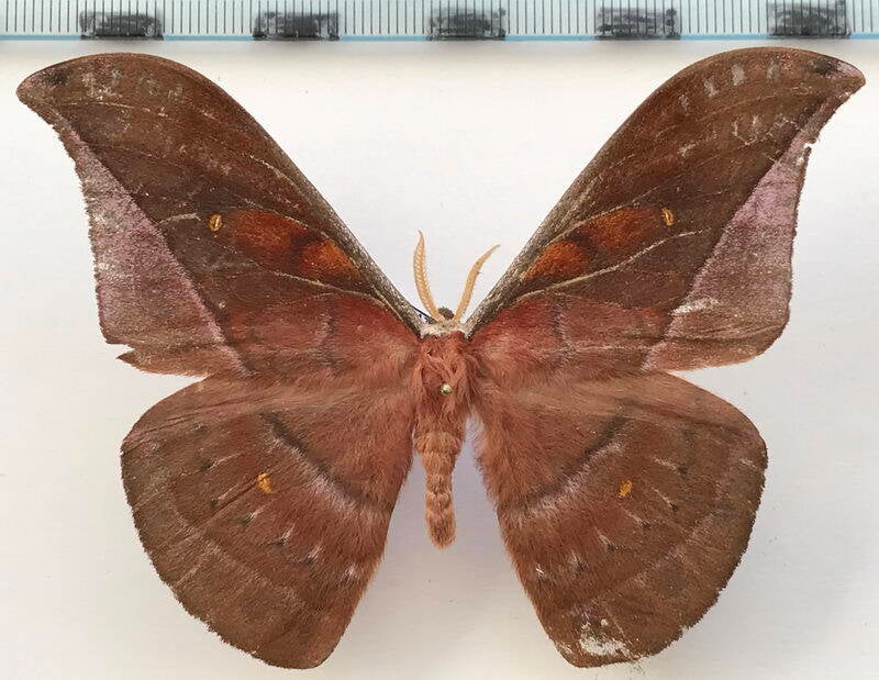 copaxa_decrescens_m03_eq-standard.jpg