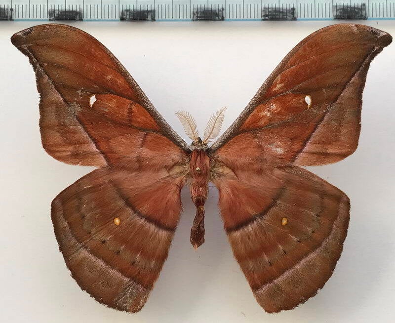 copaxa_decrescens_m04_eq-standard.jpg