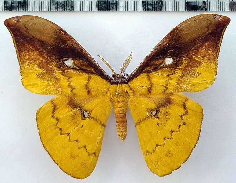 copaxa_expandens_brunnaeocaeca_m01_eq-standard.jpg