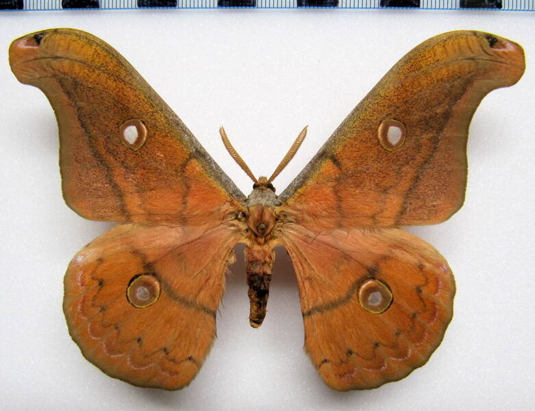 copaxa_lavendea_mex_m-standard.jpg