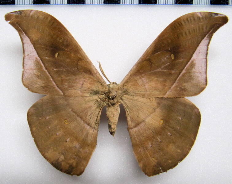 copaxa_rufinaus_mex_m02-standard.jpg