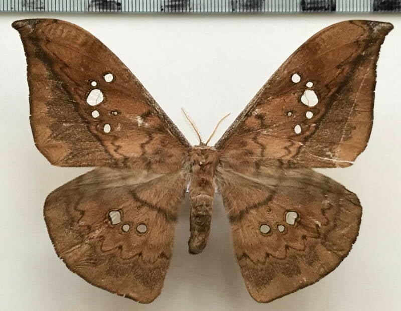 copaxa_siriae_m02_eq-standard.jpg