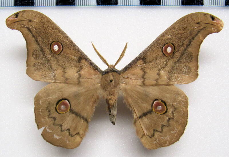 copaxa_sp_mex_m-standard.jpg