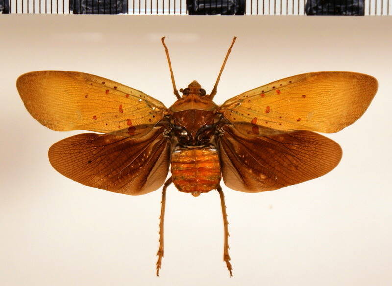 copidocephala_melanoptera_Equateur