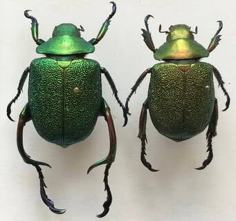 chrysophora_chrysochlora_couple_Colombie