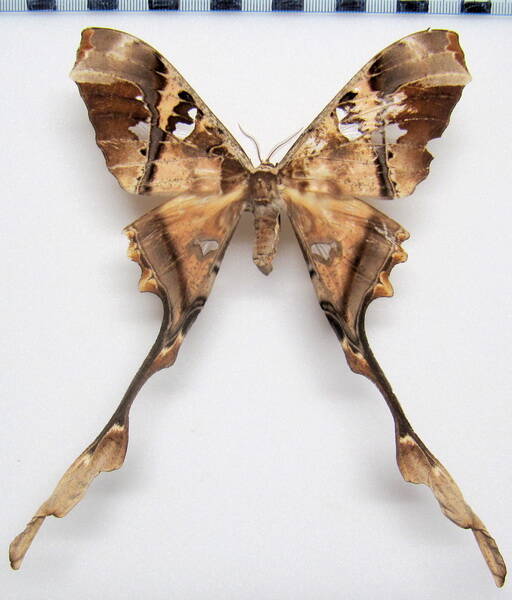 copiopteryx_semiramis_gf_f-standard.jpg