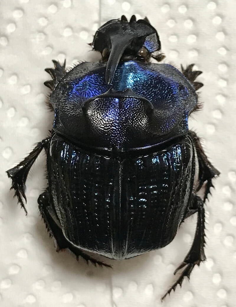 coprophanaeus_lancifer_m_Guyane fr