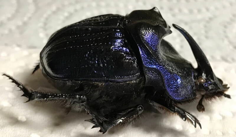 coprophanaeus_lancifer_m_Guyane fr