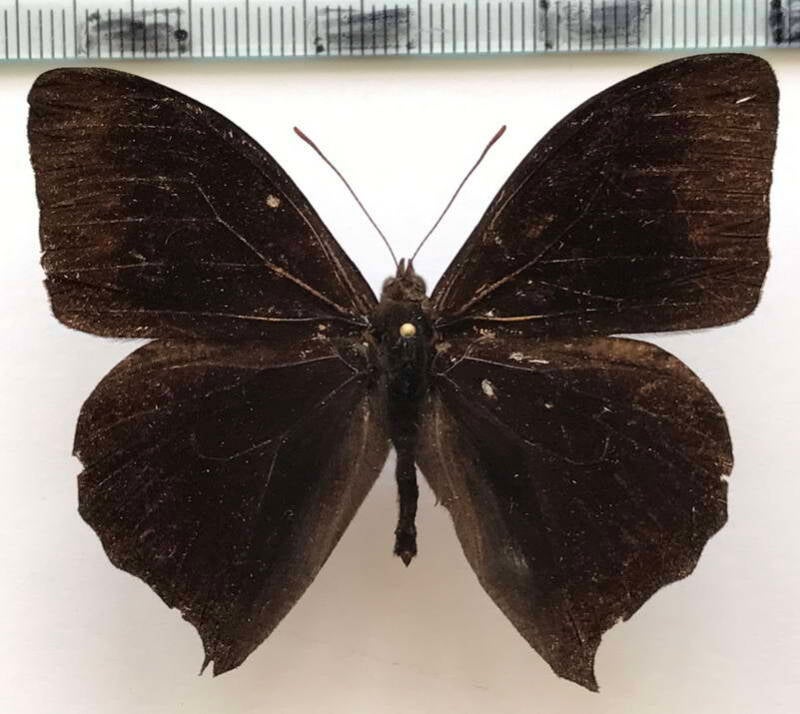 corades_medeba_columbina_m_eq-standard.jpg