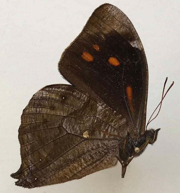 Corades medeba colombina mâle A1- Equateur