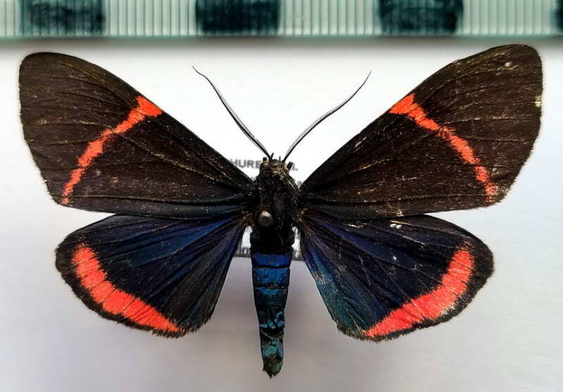 coreura_albicosta_m_col-standard.jpg