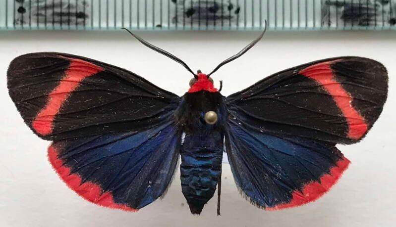 coreura_euchromioides_m02_col-standard.jpg