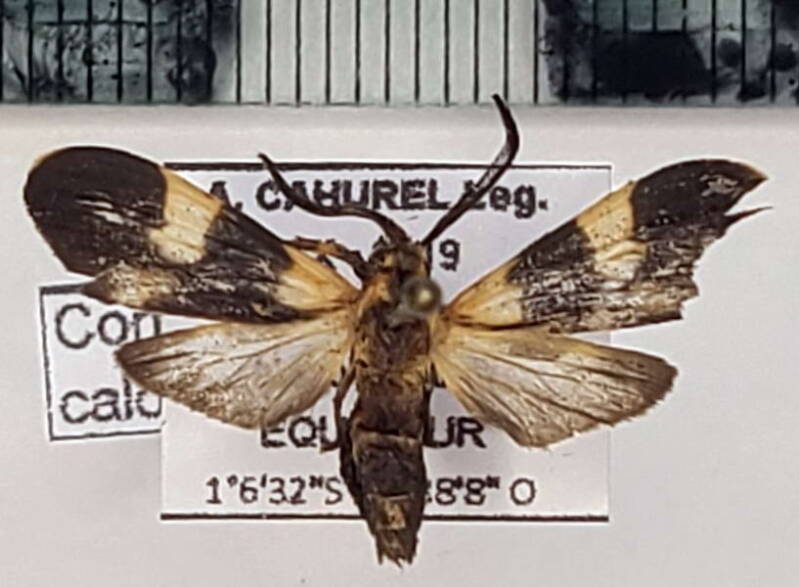 correbia_calopteridia_m_eq-standard.jpg