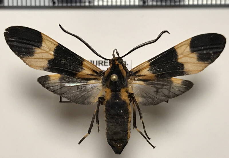 correbia_lycoides_f_gf-standard.jpg