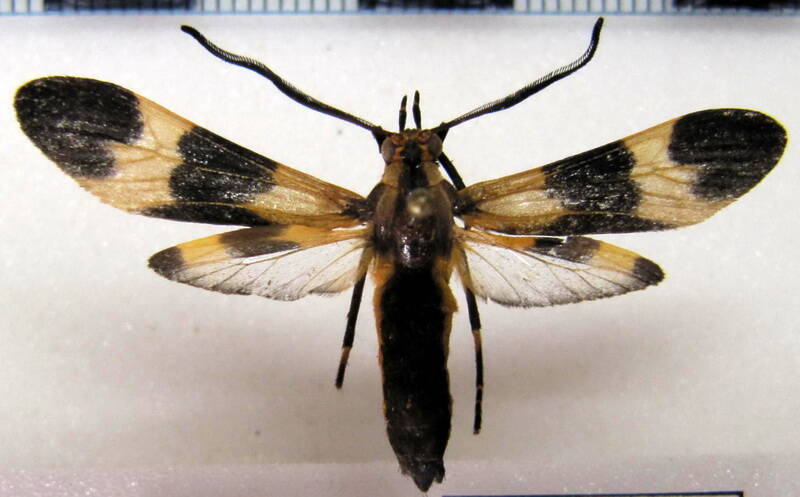 correbia_lycoides_gf-standard.jpg