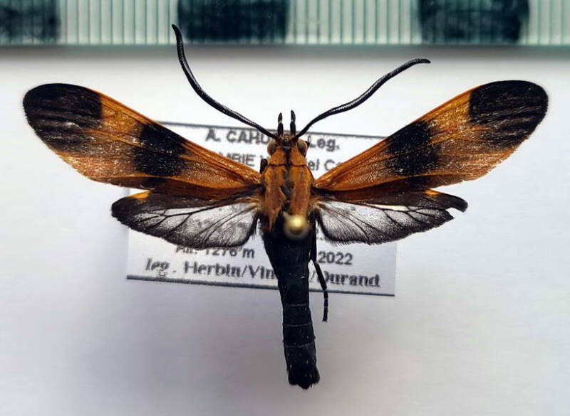 correbia_lycoides_m_col-standard.jpg