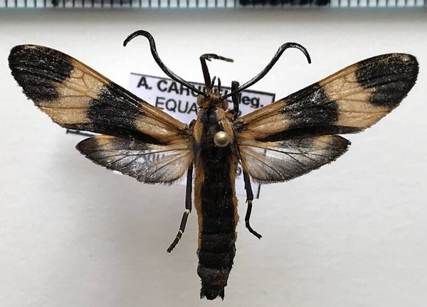 Pionia lycoides mâle A1-  Equateur