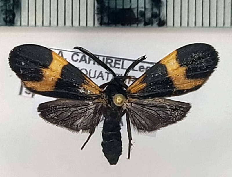 correbia_sp1063_m_eq-standard.jpg