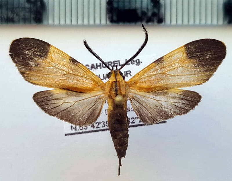 correbia_sp1073_m_eq-standard.jpg