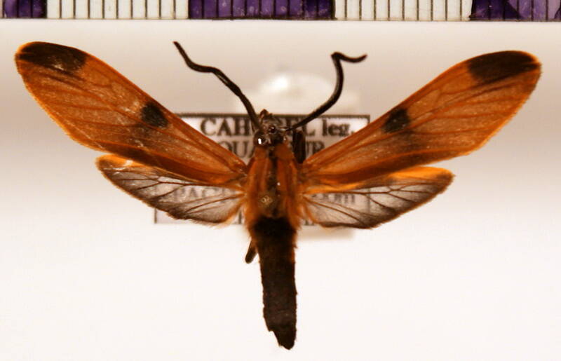 correbia_undulata_m-standard.jpg
