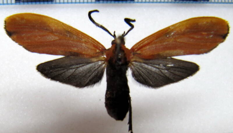 correbidia_flavata_eq-standard.jpg