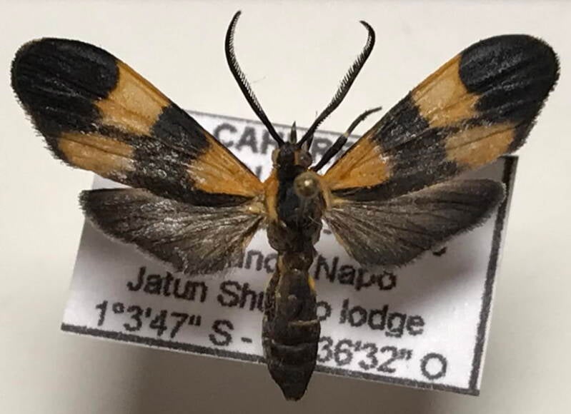 correbidia_sp564_m_eq-standard-auwt8s.jpg