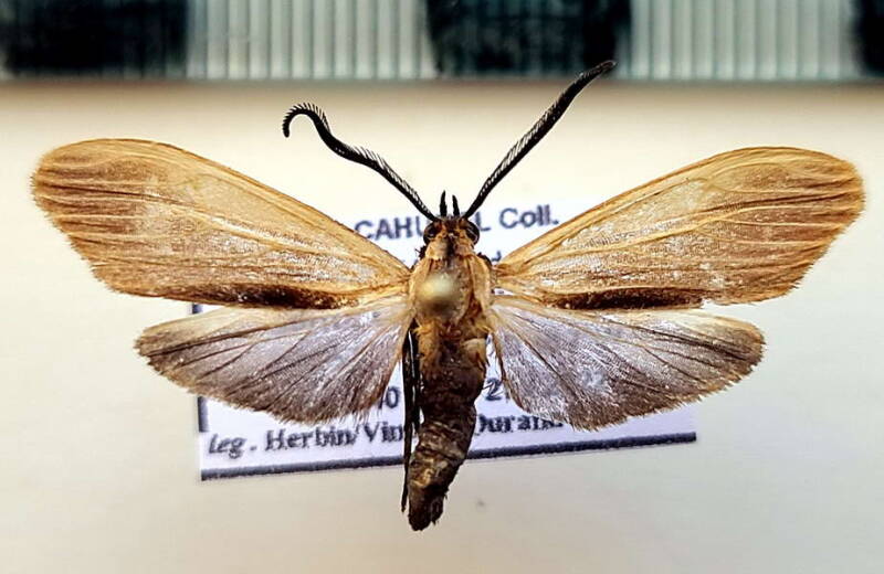 correbidia_striata_m_col-standard.jpg