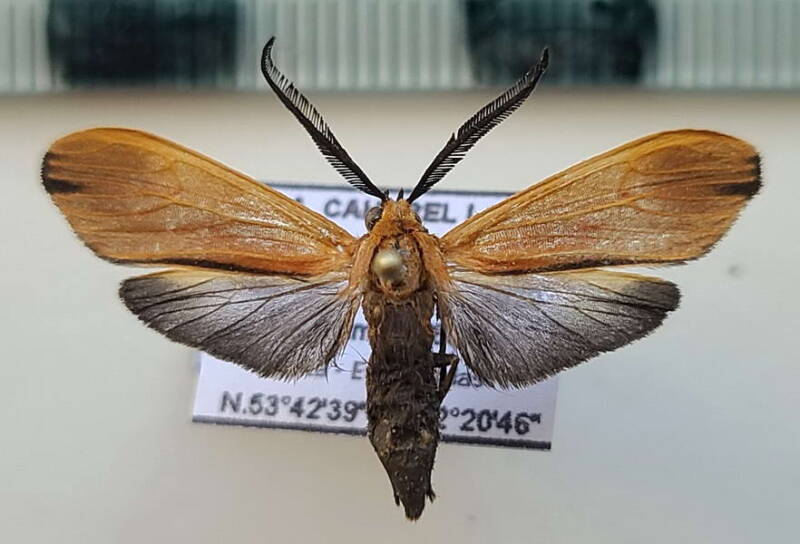 correbidia_striata_m_eq-standard.jpg