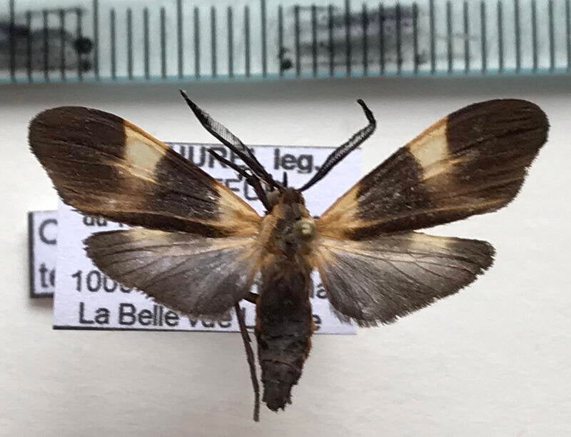 correbidia_terminalis_m_eq-standard.jpg