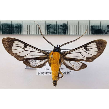 cosmosoma-intensa-male-a1-equateur-standard.jpg