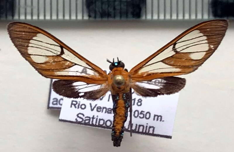cosmosoma_achemonides_m02_per-standard.jpg