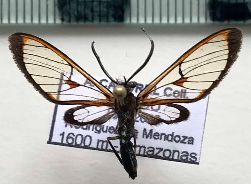 cosmosoma_eumelis_m02_per-standard.jpg