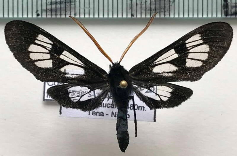 cosmosoma_flavicornis_m_eq-standard.jpg