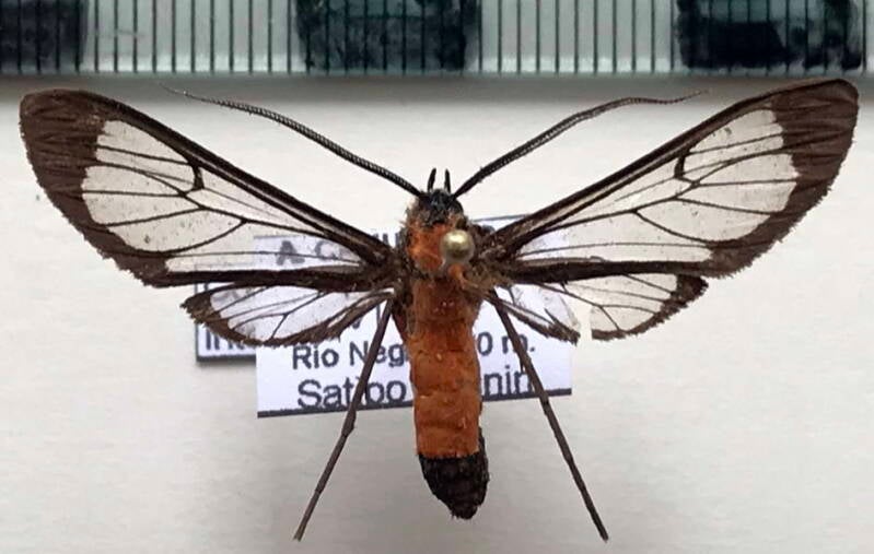 cosmosoma_flavothoracides_m_per-standard.jpg