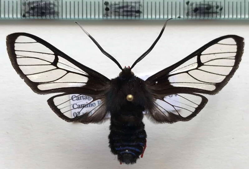 cosmosoma_gigantea_m_cr-standard.jpg