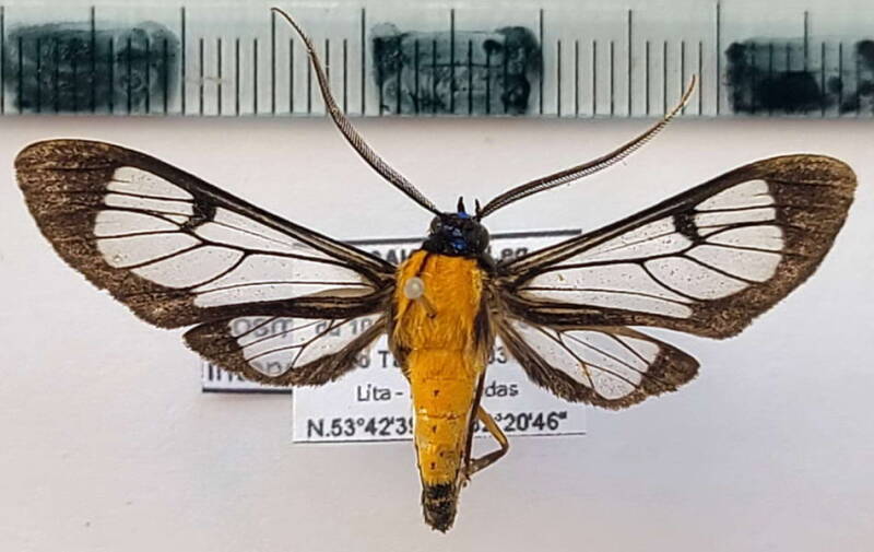 cosmosoma_intensa_m_eq-standard-nuiesi.jpg