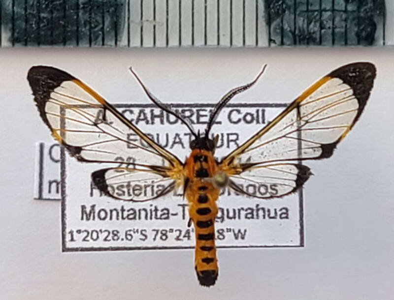 cosmosoma_melanopera_m_eq-standard.jpg