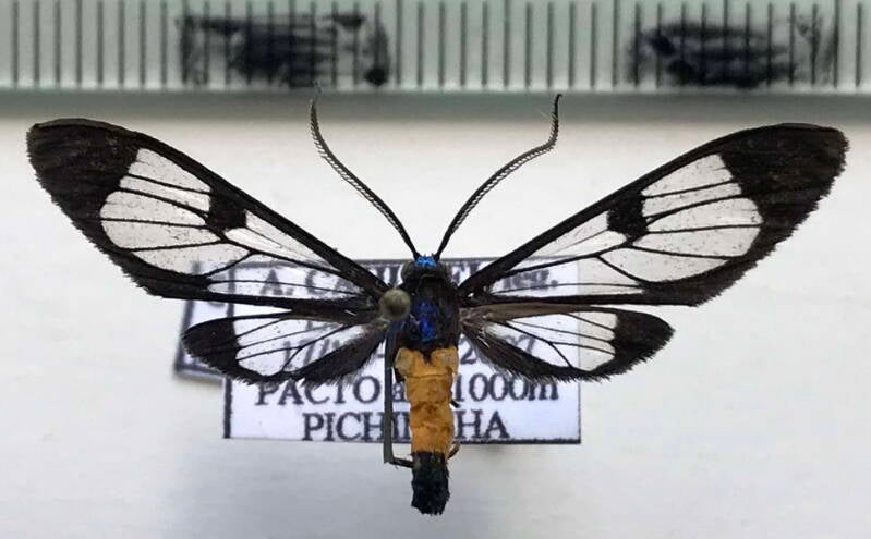 cosmosoma_pseudothia_f_eq-standard.jpg