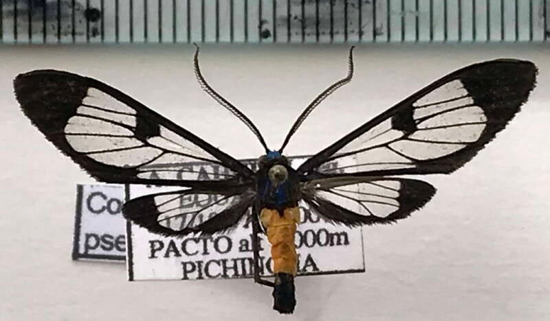 cosmosoma_pseudothia_m_eq-standard-2pdyyi.jpg