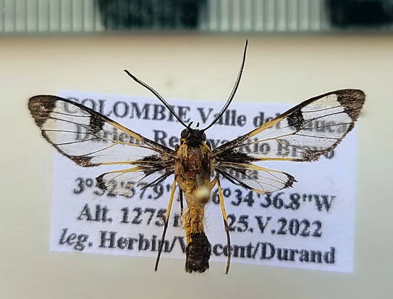 cosmosoma_pudicum_m_col-standard.jpg