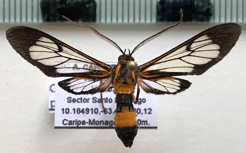 cosmosoma_pytna_m_venz-standard.jpg
