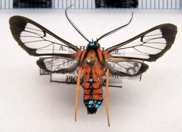 Cosmosoma sectinota mâle A1- Equateur