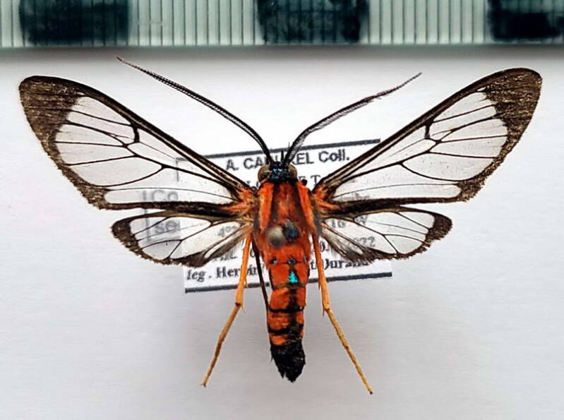 cosmosoma_sectinota_m_col-standard.jpg