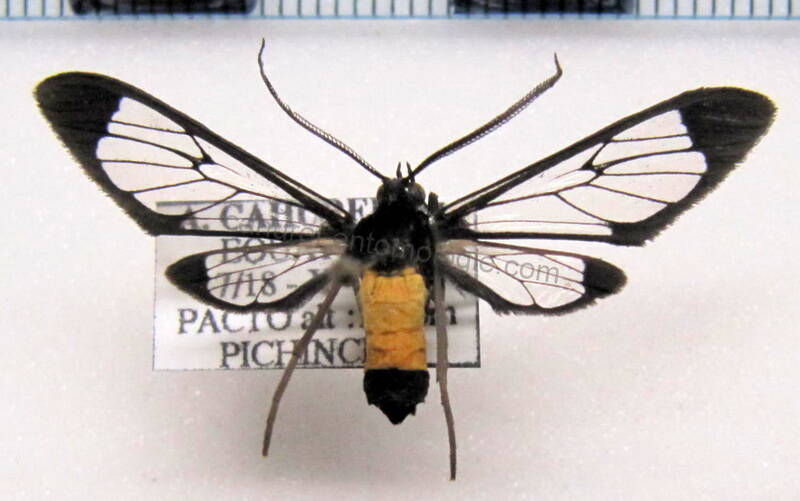 cosmosoma_sp02-standard.jpg