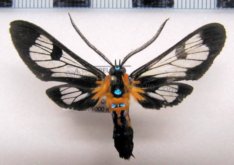 cosmosoma_sp04-standard.jpg