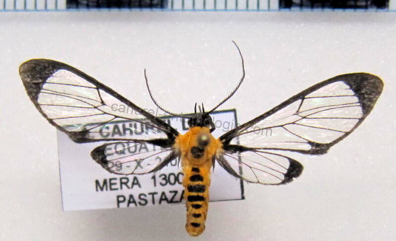 cosmosoma_sp05-standard.jpg